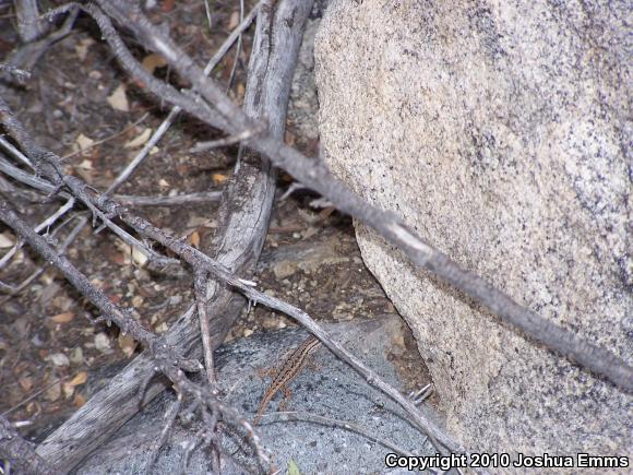 Southwestern Fence Lizard (Sceloporus cowlesi)