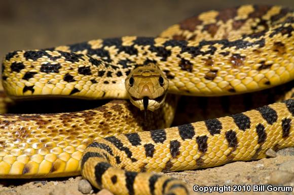 Sonoran Gopher Snake (Pituophis catenifer affinis)