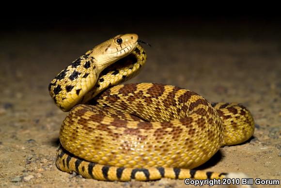 Sonoran Gopher Snake (Pituophis catenifer affinis)