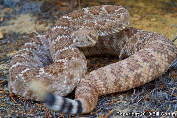 Western Diamond-backed Rattlesnake (Crotalus atrox)