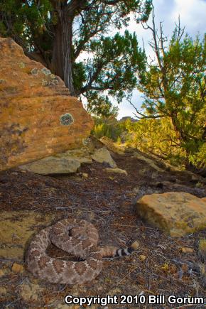 Western Diamond-backed Rattlesnake (Crotalus atrox)