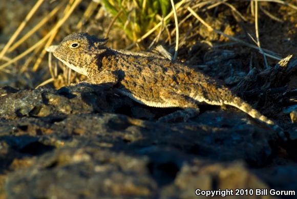 Round-tailed Horned Lizard (Phrynosoma modestum)