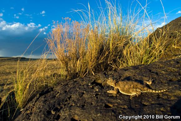 Round-tailed Horned Lizard (Phrynosoma modestum)