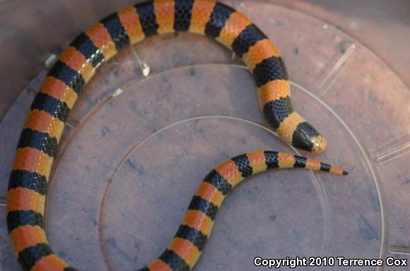 Variable Sandsnake (Chilomeniscus stramineus)