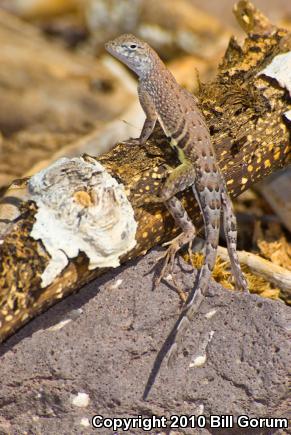 SouthWestern Earless Lizard (Cophosaurus texanus scitulus)