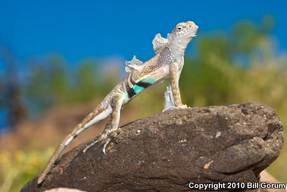 SouthWestern Earless Lizard (Cophosaurus texanus scitulus)