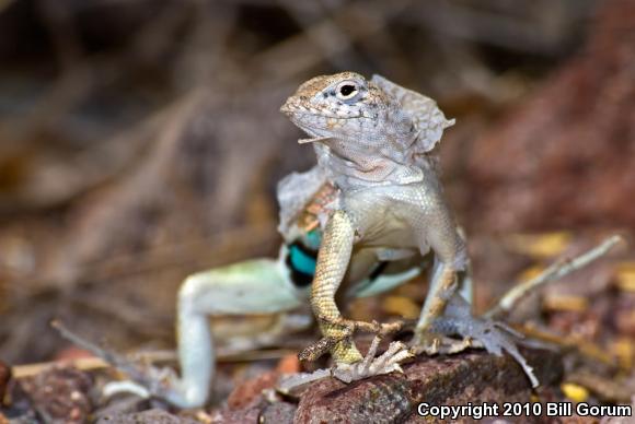 SouthWestern Earless Lizard (Cophosaurus texanus scitulus)