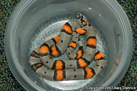 Blair's Kingsnake (Lampropeltis alterna blairi)