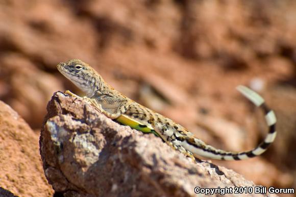 SouthWestern Earless Lizard (Cophosaurus texanus scitulus)