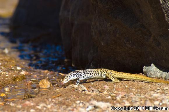 Common Checkered Whiptail (Aspidoscelis tesselata)