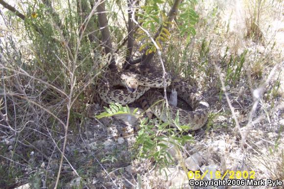Bullsnake (Pituophis catenifer sayi)