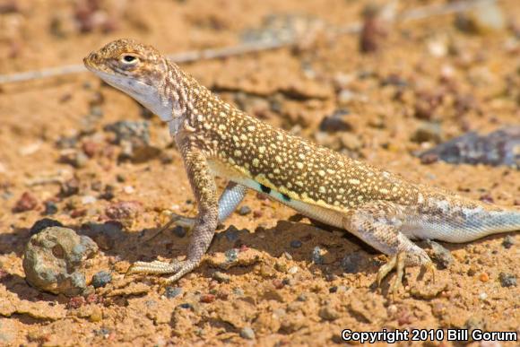 Speckled Earless Lizard (Holbrookia maculata approximans)