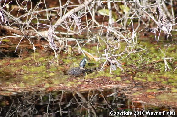 Yellow-bellied Slider (Trachemys scripta scripta)