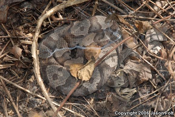 Northern  Copperhead (Agkistrodon contortrix mokasen)