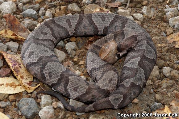 Northern  Copperhead (Agkistrodon contortrix mokasen)