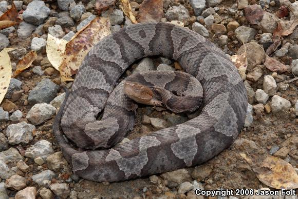 Northern  Copperhead (Agkistrodon contortrix mokasen)