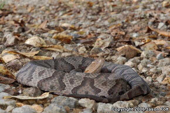 Northern  Copperhead (Agkistrodon contortrix mokasen)