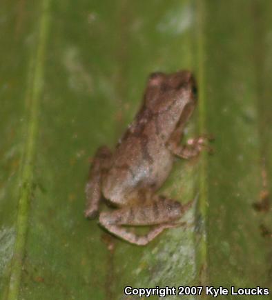 Spring Peeper (Pseudacris crucifer)