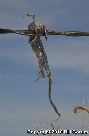 Plains Striped Whiptail (Aspidoscelis inornata llanuras)