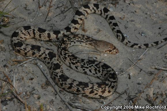 Florida Pinesnake (Pituophis melanoleucus mugitus)