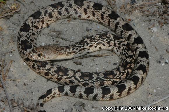 Florida Pinesnake (Pituophis melanoleucus mugitus)