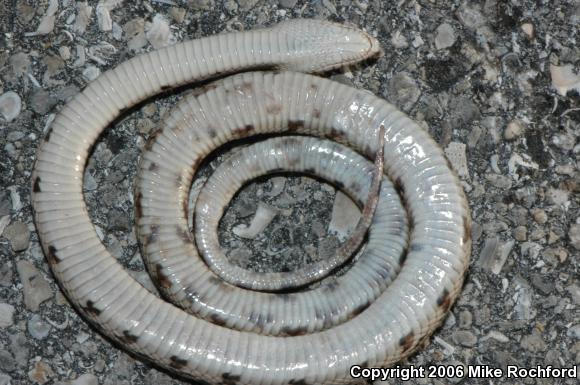 Florida Pinesnake (Pituophis melanoleucus mugitus)