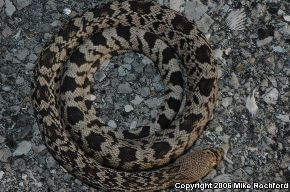 Florida Pinesnake (Pituophis melanoleucus mugitus)