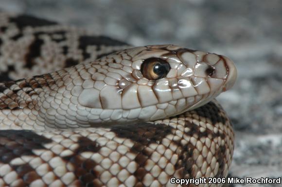 Florida Pinesnake (Pituophis melanoleucus mugitus)