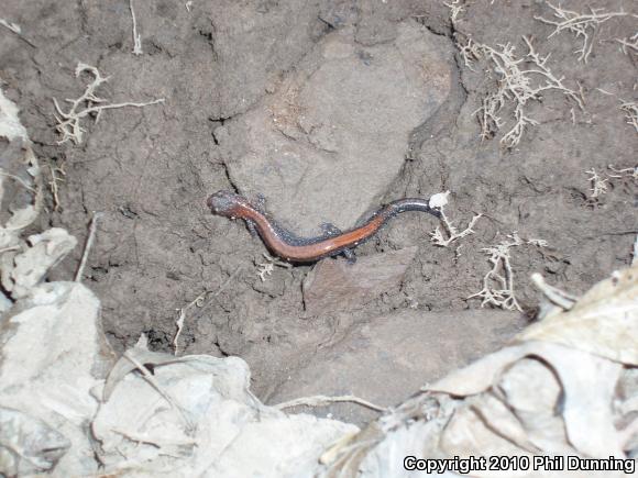 Eastern Red-backed Salamander (Plethodon cinereus)