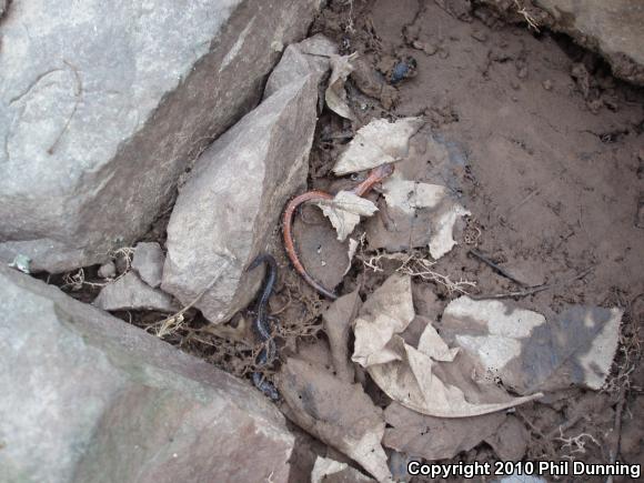 Eastern Red-backed Salamander (Plethodon cinereus)