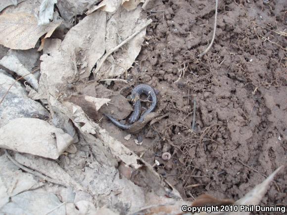 Eastern Red-backed Salamander (Plethodon cinereus)