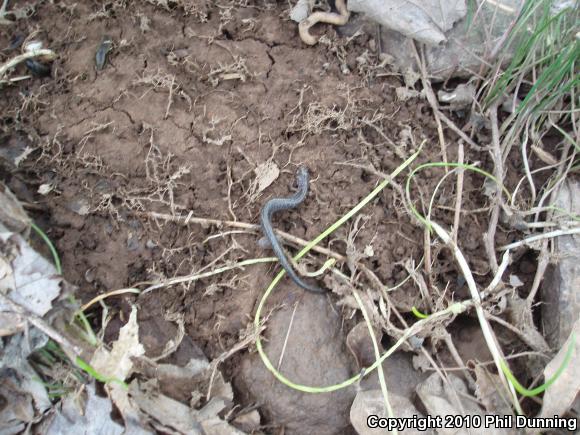 Eastern Red-backed Salamander (Plethodon cinereus)