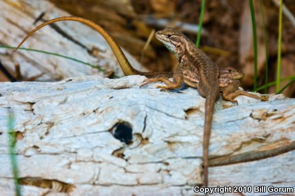 Northern Sagebrush Lizard (Sceloporus graciosus graciosus)