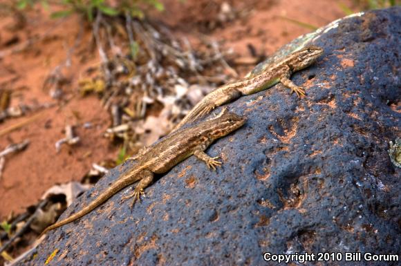 Northern Sagebrush Lizard (Sceloporus graciosus graciosus)