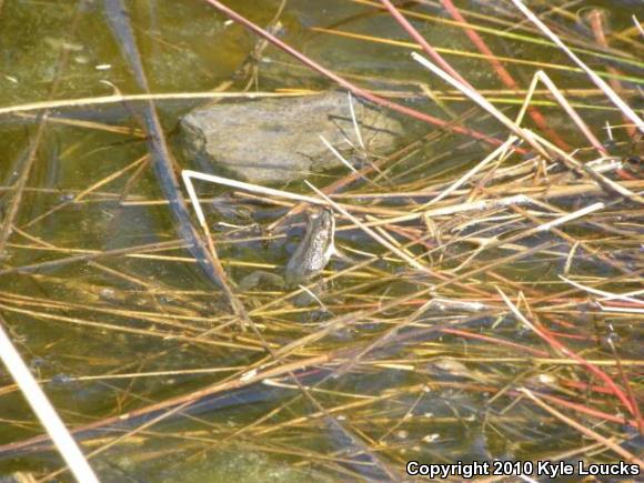 New Jersey Chorus Frog (Pseudacris kalmi)