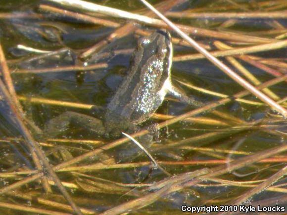 New Jersey Chorus Frog (Pseudacris kalmi)