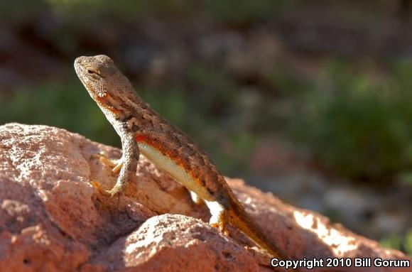 Common Sagebrush Lizard (Sceloporus graciosus)