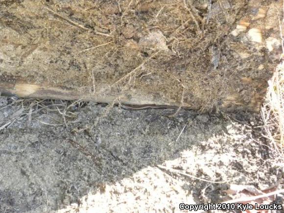 Little Brown Skink (Scincella lateralis)