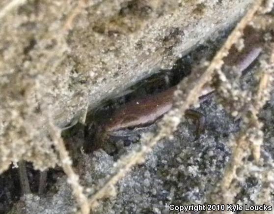 Little Brown Skink (Scincella lateralis)