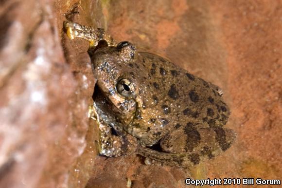 Canyon Treefrog (Hyla arenicolor)