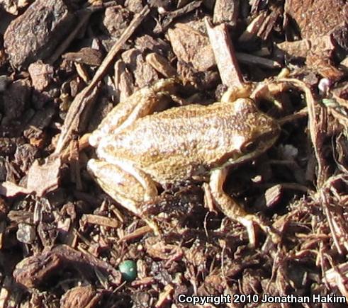 Baja California Treefrog (Pseudacris hypochondriaca)