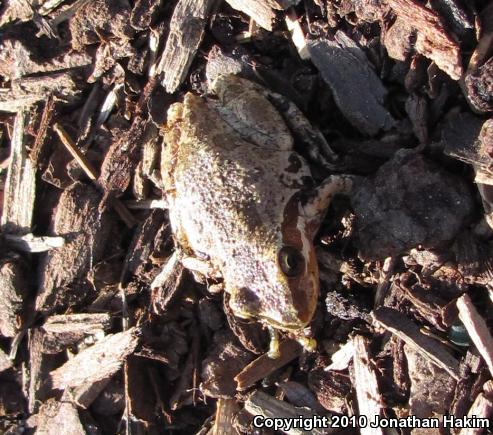 Baja California Treefrog (Pseudacris hypochondriaca)