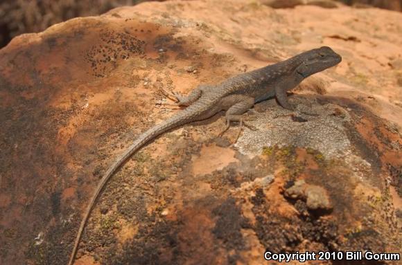 Plateau Fence Lizard (Sceloporus tristichus)