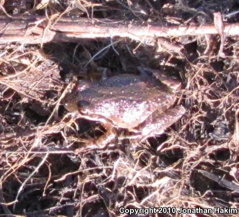 Baja California Treefrog (Pseudacris hypochondriaca)