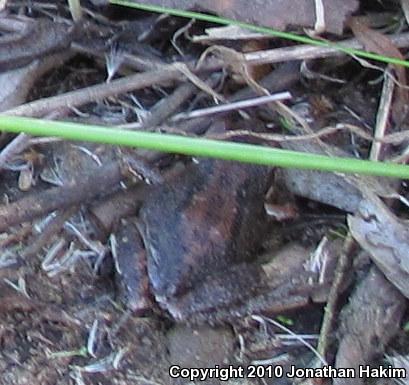 Baja California Treefrog (Pseudacris hypochondriaca)