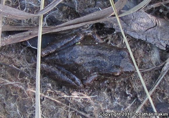 Baja California Treefrog (Pseudacris hypochondriaca)