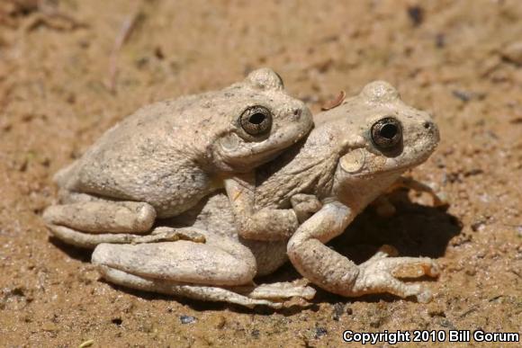 Canyon Treefrog (Hyla arenicolor)