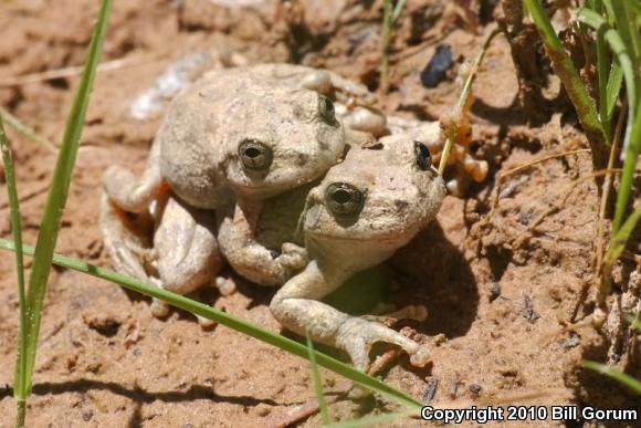 Canyon Treefrog (Hyla arenicolor)