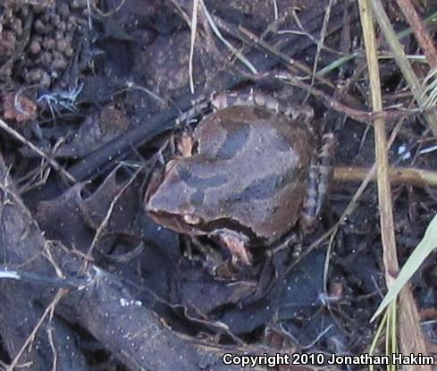 Baja California Treefrog (Pseudacris hypochondriaca)