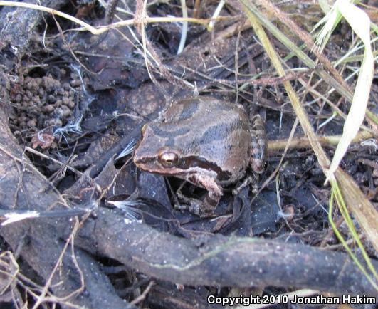 Baja California Treefrog (Pseudacris hypochondriaca)